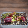 Dionaea muscipula "GJ Goliath"