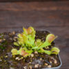 Dionaea muscipula "Moon Trap"