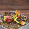 Dionaea muscipula "Pacman"