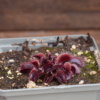 Dionaea muscipula "Petit Dragon"