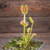 Dionaea muscipula "Spider"