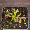 Dionaea muscipula
