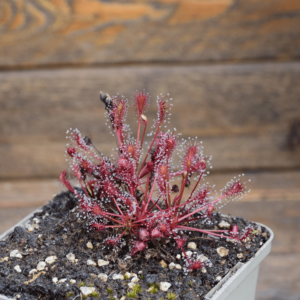 Drosera intermedia 'Carolina Giant'