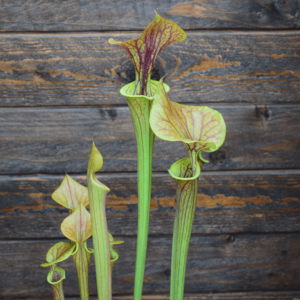 Sarracenia flava var. cuprea - Copper top, NC, Dave Richardson (F10 MK)