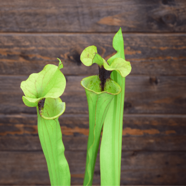 Sarracenia x Moorei 'Leah Wilkerson' x F80 MK