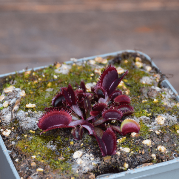 Dionaea muscipula 'Bohemian Garnet'