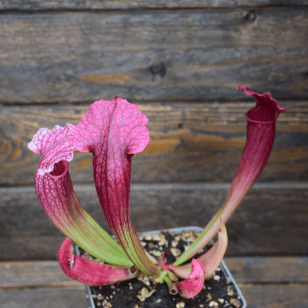 Sarracenia x mitchelliana