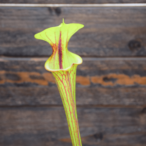 Sarracenia flava var. ornata (F37 MK)