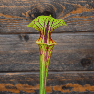 Sarracenia flava var. ornata (F31 MK), heavy veined, Gulf Coast