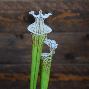 Sarracenia leucophylla (SL 61) "Red Stripe Throat x HA20A #9