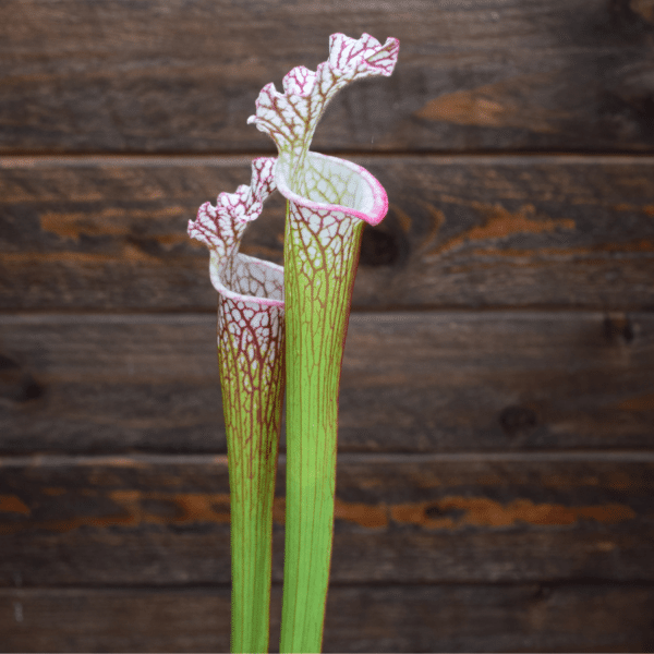 Sarracenia x Moorei x leucophylla