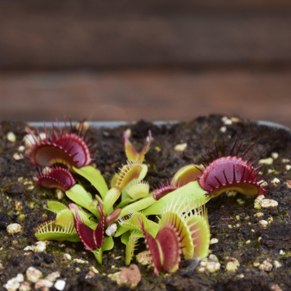 Dionaea muscipula "Diablo"