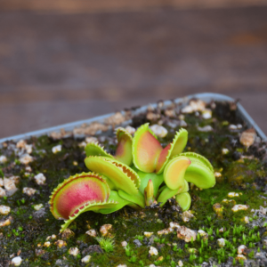 Dionaea muscipula "GJ Giant Cudo"