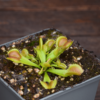 Dionaea muscipula "Moon Trap"