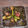 Dionaea muscipula "Pacman"