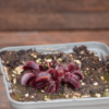 Dionaea muscipula "Petit Dragon"