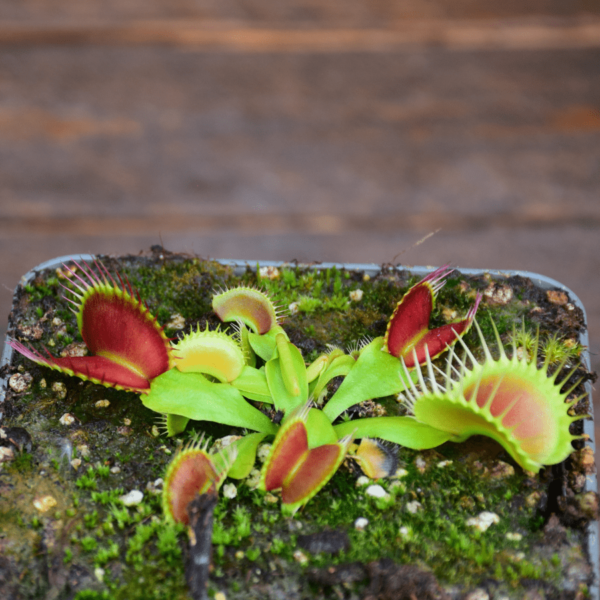 Dionaea muscipula - B52