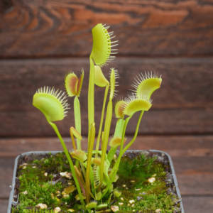 Dionaea muscipula "Spider"