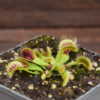 Dionaea muscipula
