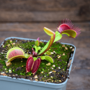 Dionaea muscipula "Titan"