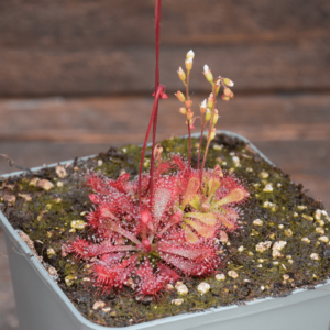 Drosera spatulata x ultramafica