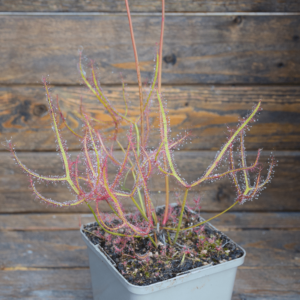 Drosera binata var. multifida