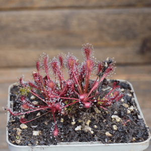 Drosera intermedia 'Carolina Giant'