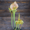 Sarracenia flava var. cuprea - Copper top, NC, Dave Richardson (F10 MK)