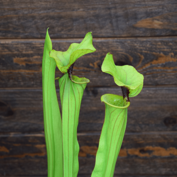 Sarracenia x Moorei 'Leah Wilkerson' x F80 MK