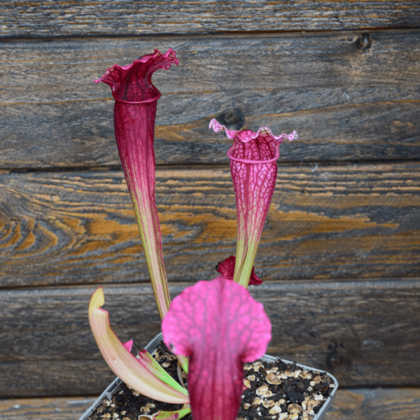 Sarracenia x mitchelliana