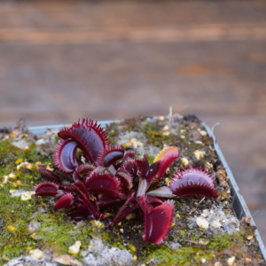 Dionaea muscipula 'Bohemian Garnet'