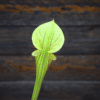 Sarracenia flava var. ornata (F37 MK)