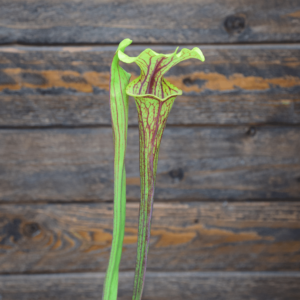 Sarracenia flava var. ornata (F101 MK), Sandy Creek Road, Florida