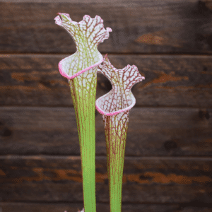 Sarracenia x Moorei x leucophylla