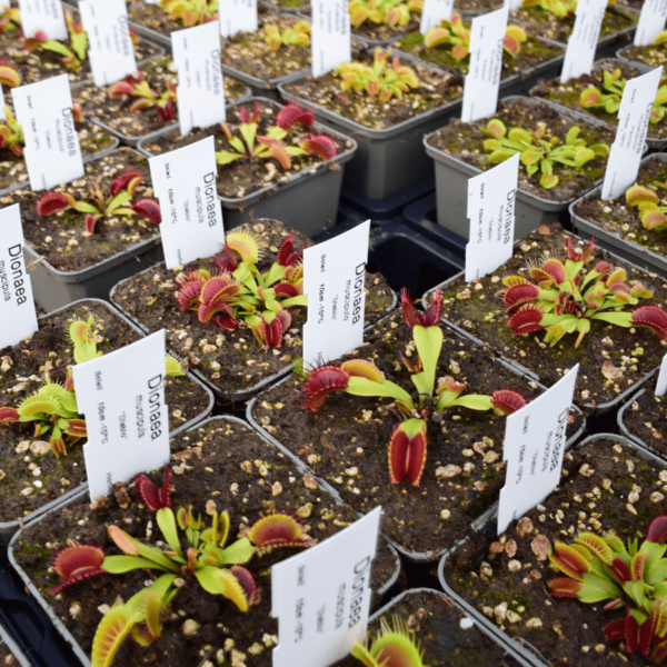 Dionaea muscipula "Diablo"