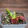 Dionaea muscipula "GJ Goliath"