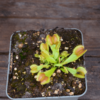Dionaea muscipula "Moon Trap"