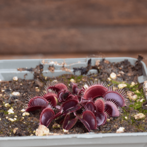 Dionaea muscipula "Petit Dragon"