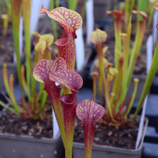 Sarracenia Hybride 01 x S. flava var. ornata "Solid Red Throat" (F88 MK) #6