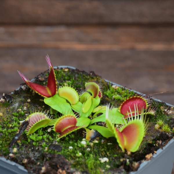 Dionaea muscipula - B52