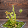Dionaea muscipula "Spider"