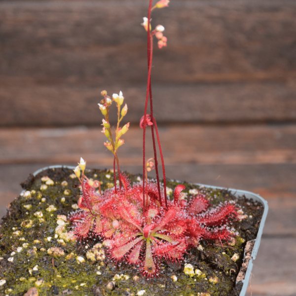 Drosera spatulata x ultramafica