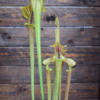 Sarracenia flava var. cuprea - Copper top, NC, Dave Richardson (F10 MK)