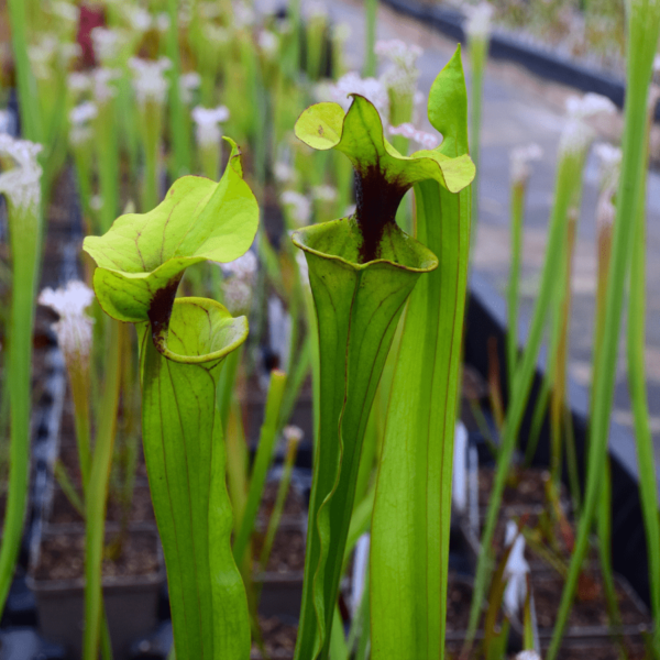 Sarracenia x Moorei 'Leah Wilkerson' x F80 MK