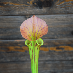 Sarracenia flava "Orange Tube"