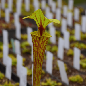 Sarracenia flava var. ornata - Cooks Bayou, FL, (WS) F166A