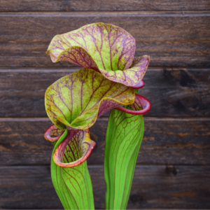 Sarracenia oreophila x S. x Moorei 'Adrian Slack'