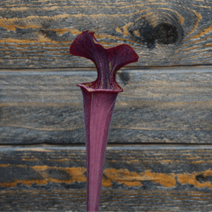 Sarracenia alata black tube (A28 MK) x flava var. rubricorpora (F75 MK) - OBH67