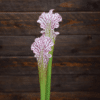 Sarracenia x Moorei x leucophylla