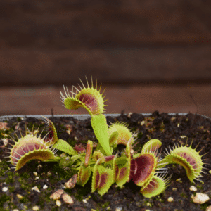 Dionaea muscipula